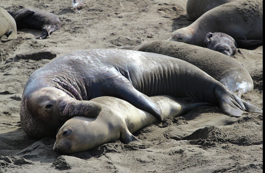 A large male and small female elephant seal