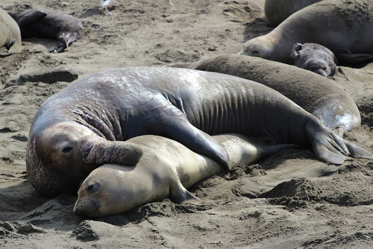 A large male and small female elephant seal