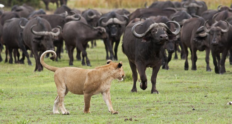 A lion in front of a herd of buffalo
