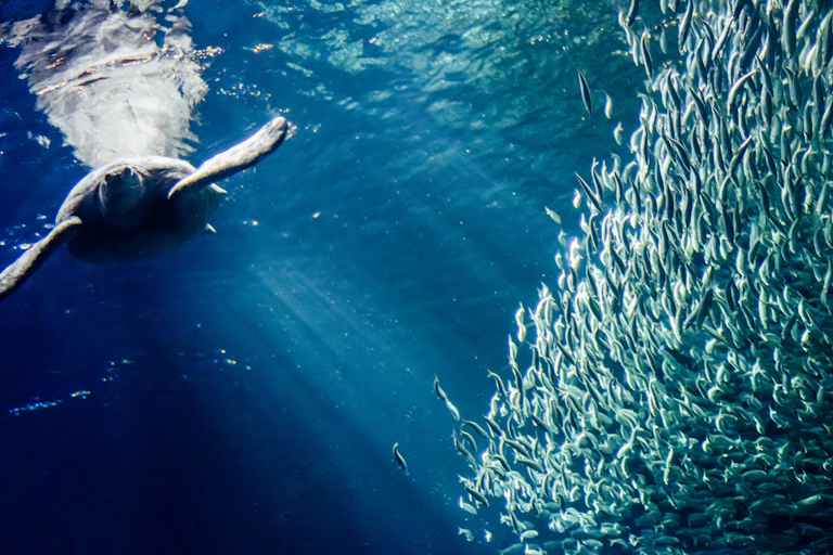 Tortue de mer nageant à côté de petits poissons.