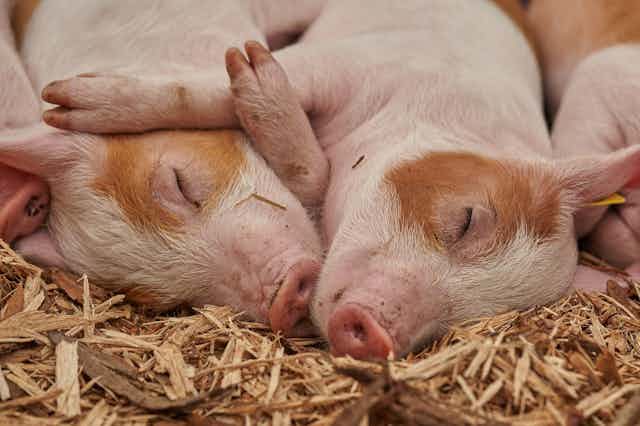 Two pigs lie close together with their eyes closed