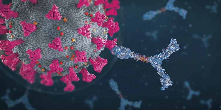 artist's rendition of a coronavirus particle and antibodies