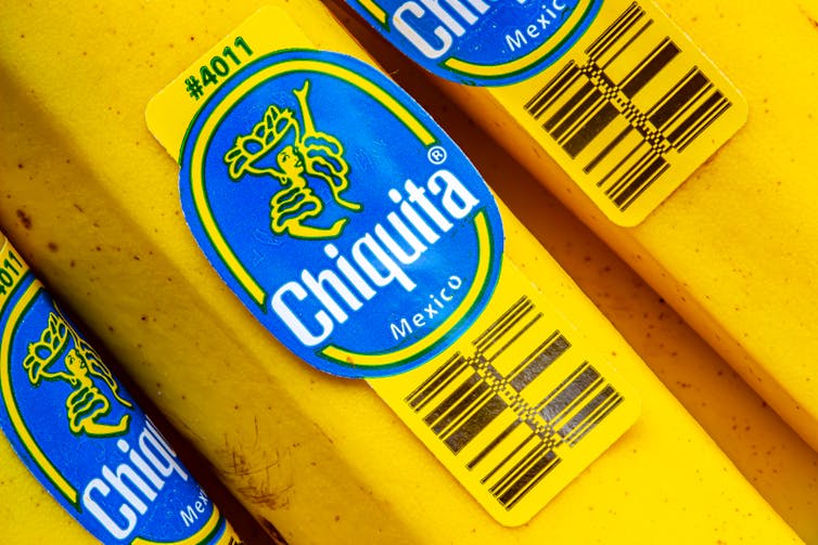 Picture of Chiquita bananas with the logo stuck on them