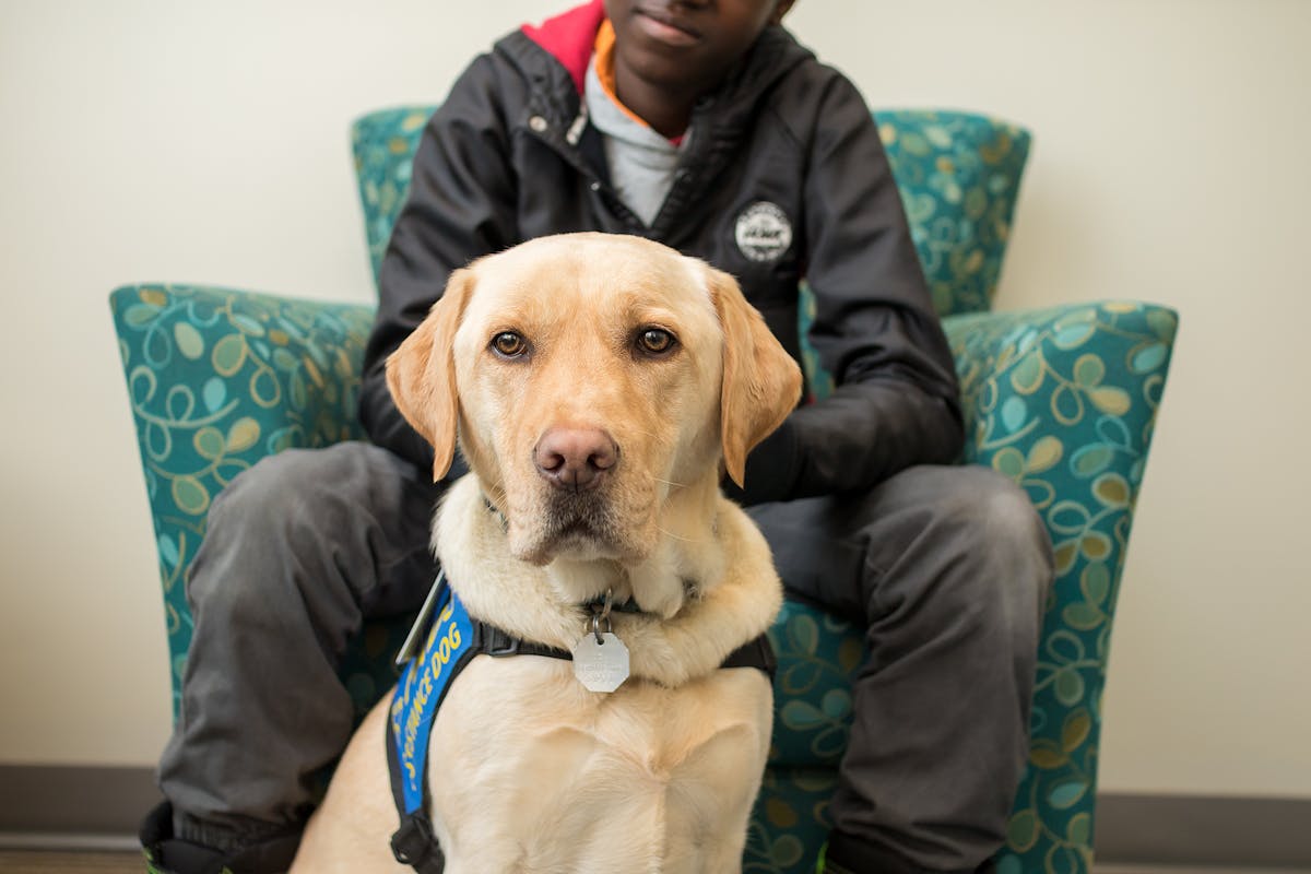 Justice Facility Dogs The Quiet Skilled Heroes Helping Child Victims