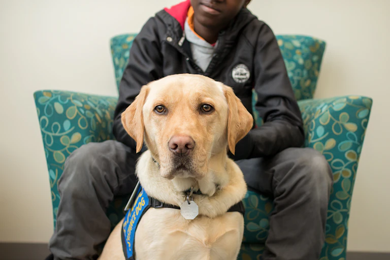 A Golden Lab