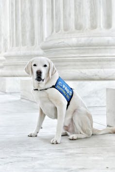 A dog sits in front of a pillar.