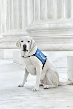 A dog sits in front of a pillar.