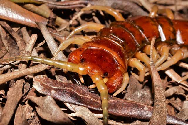 Giant bird-eating centipedes exist — and they’re surprisingly