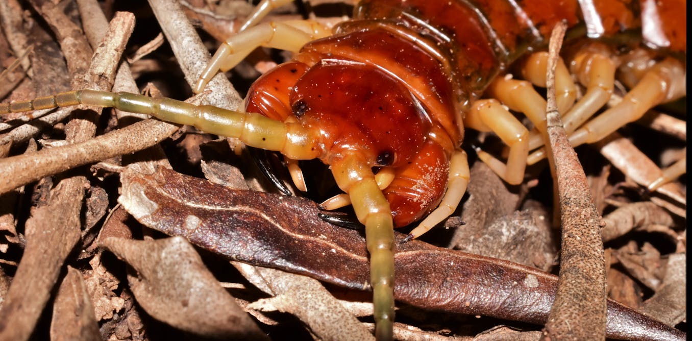Giant bird-eating centipedes exist — and they’re surprisingly