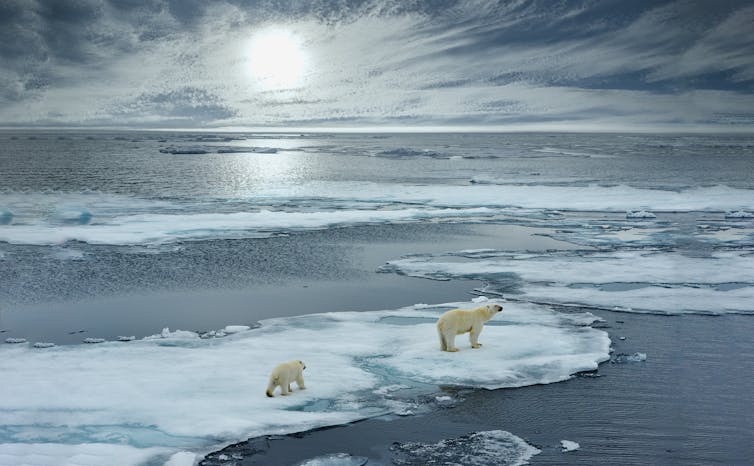 Polar bears on melting ice