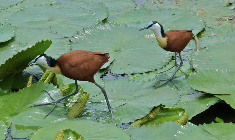 A larger female African janaca and a smaller male
