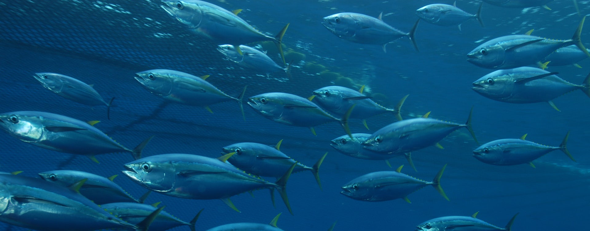 poissons des mers et oceans