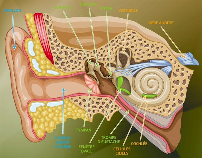 Figure 2 : Coupe transversale de l’oreille © JNA Association pour le développement de la santé auditive pour tous (via The Conversation)