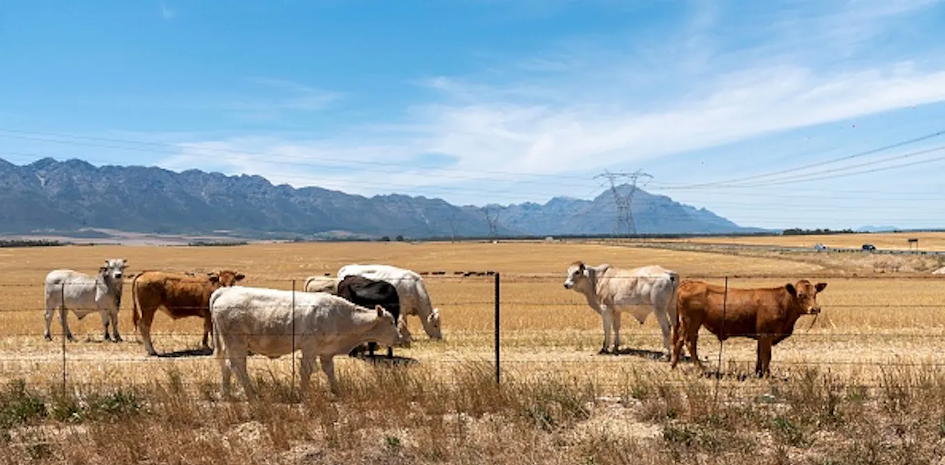 Small towns are collapsing across South Africa. How it’s starting to affect farming Small towns are collapsing across South Africa. How it’s starting to affect farming