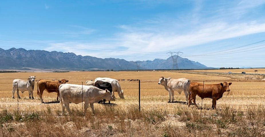 Cattle stand in a fenced field, hills in the background