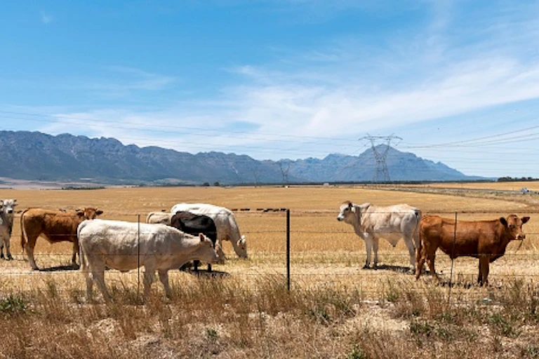 Cattle stand in a fenced field, hills in the background