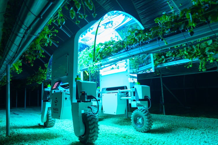 Fragole trattare con luce UV da un robot