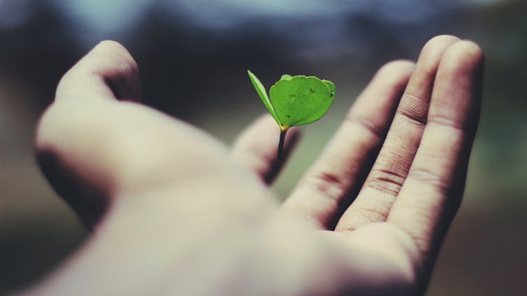 A hand holds a seedling.