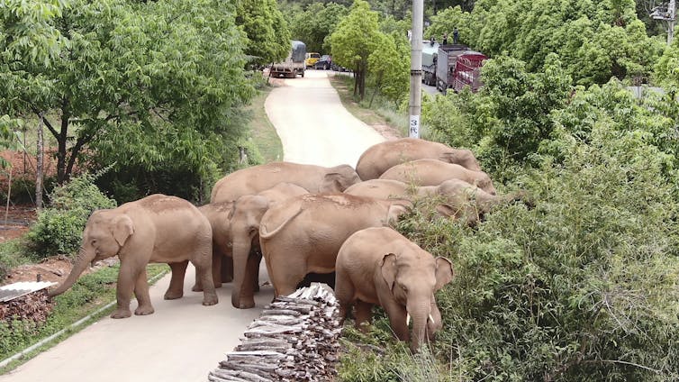 Elephants grazing at plants by a road