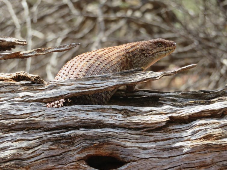 Saving these family-focused lizards may mean moving them to new homes. But that's not as simple as it sounds