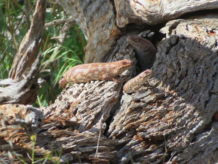 Saving these family-focused lizards may mean moving them to new homes. But that's not as simple as it sounds