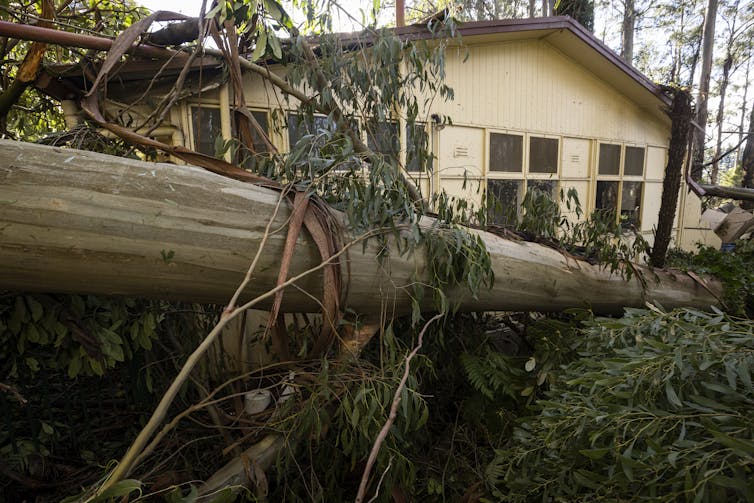 tree fallen on house