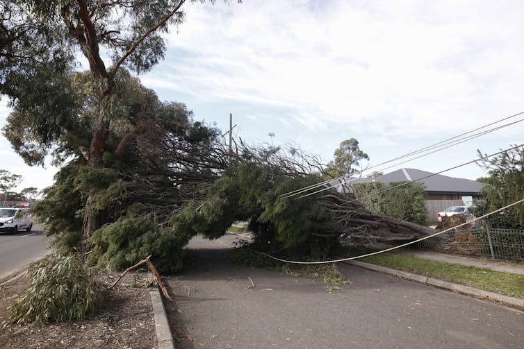 fallen tree on powerlines