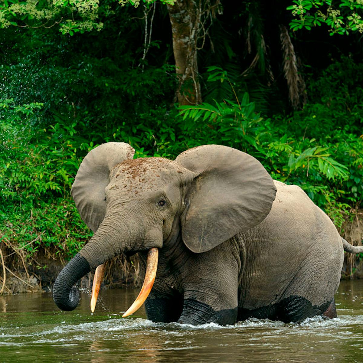 How forest elephants move depends on water, humans, and also their  personality