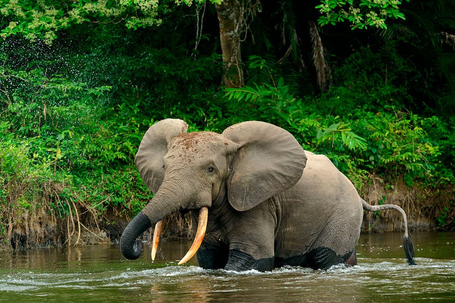 African forest elephant in a river.