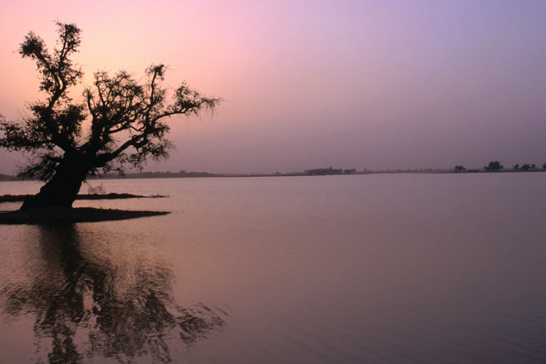 The sun rising over a vast lake with a silhouette of a tree along the bank.