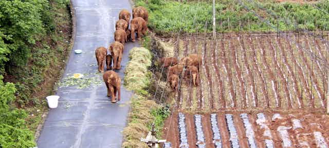 Elephants beside crops