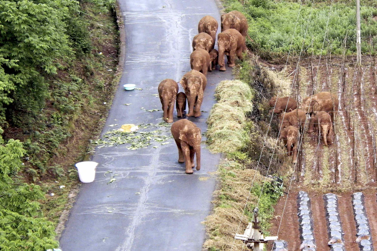 Elephants beside crops