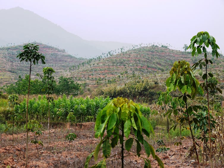 Rubber-tree plantation in the Xishuangbanna region.