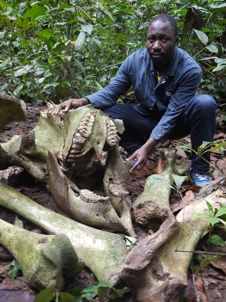 Forest elephant killed by poachers in the Congo Basin.