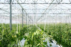 A giant greenhouse with a sea of green plants.