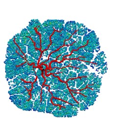 An illustration of the placenta