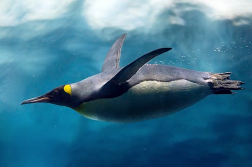 Curious Kids: do penguins fly underwater?