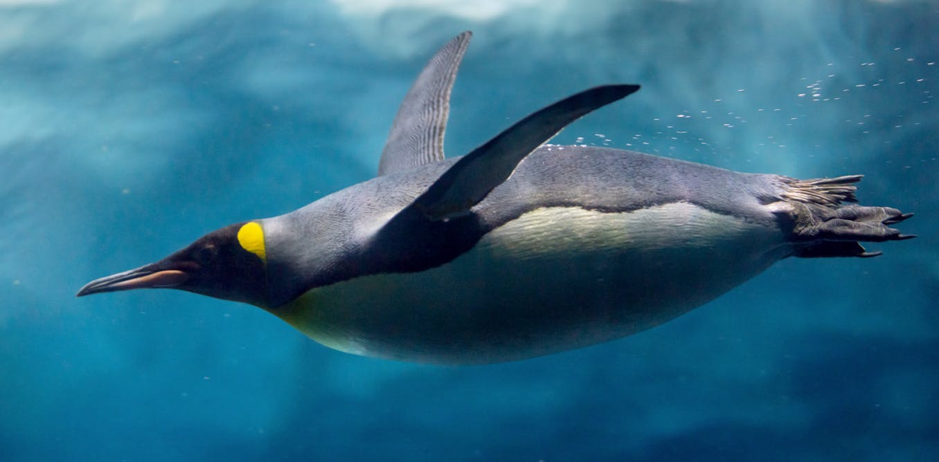 Curious Kids: do penguins fly underwater?