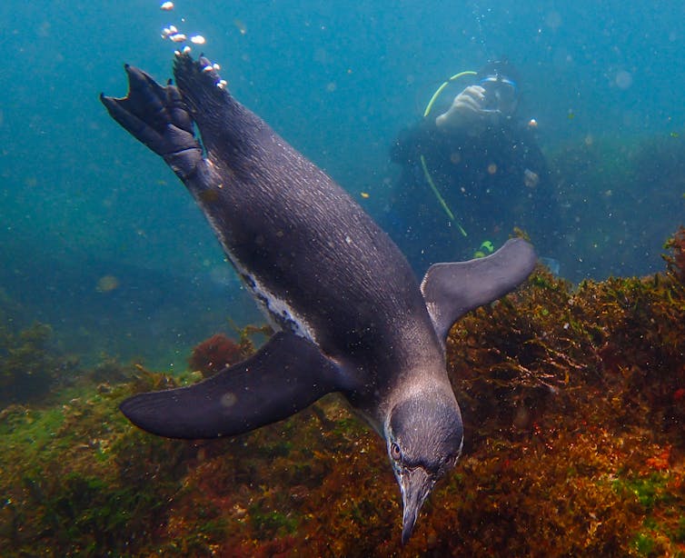 Curious Kids: do penguins fly underwater?