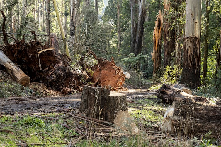 fallen trees