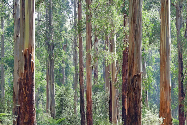 trees