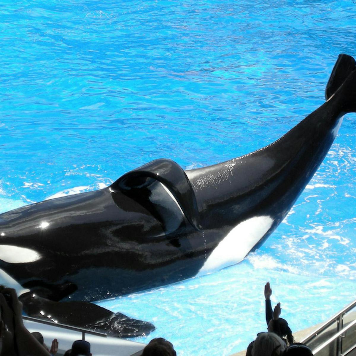 Blackfish: How Captive Killer Whale Documentary Ended Seaworld's Orca  Breeding Programme