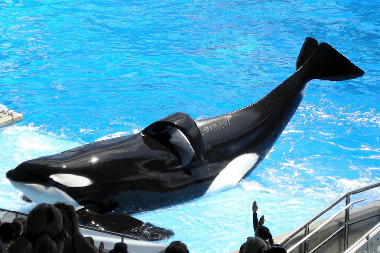 A killer whale called Tilikum performing at SeaWorld Florida.