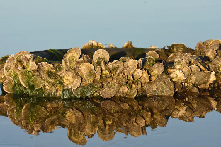 a Crassostrea virginica oyster bed