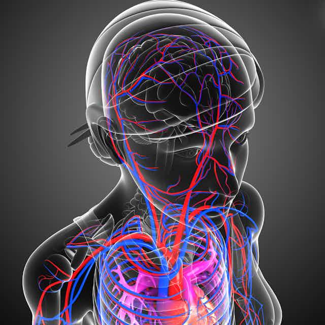 Image d'un cerveau parcouru de réseaux sanguins