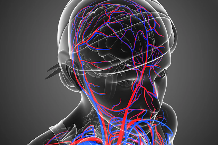 Image d'un cerveau parcouru de réseaux sanguins
