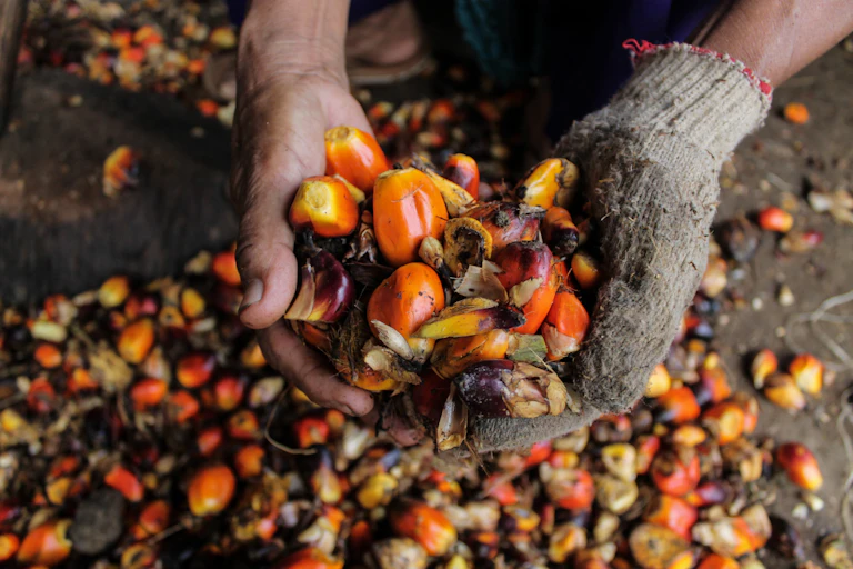 hands holding harvested palm fruits