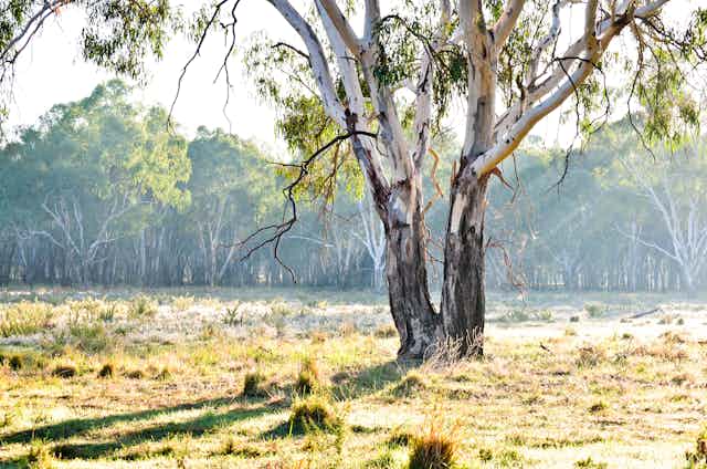 A eucalyptus tree in a field