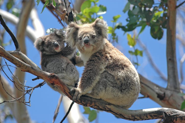 Two koalas sitting on a branch