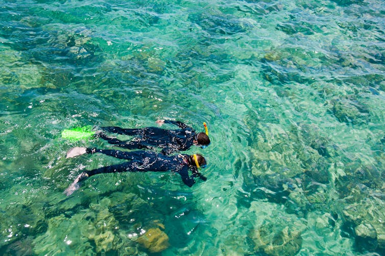 Two snorkelers